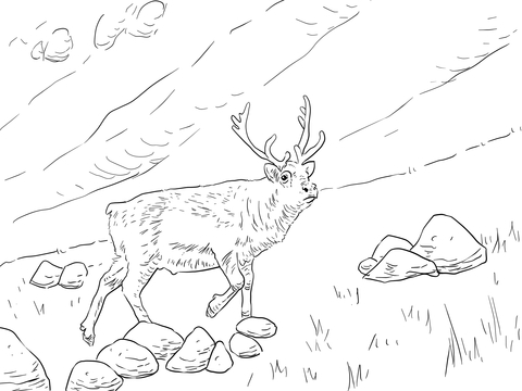 Svalbard Reindeer Coloring Page